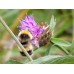 Beebombs - Seed Bombs with 18 Native Wildflowers