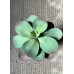 Artificial Succulent - Green 